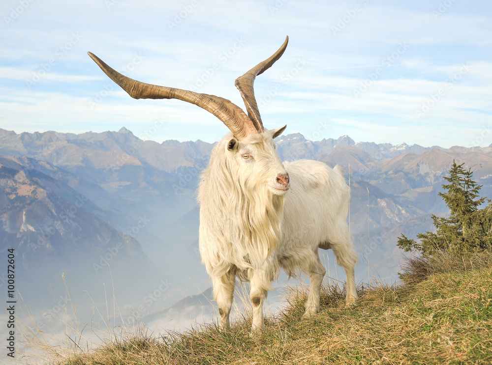 Obraz premium Animali selvaggi al pascolo in montagna