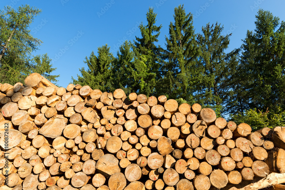 Wooden Logs with Forest on Background / Trunks of trees cut and stacked in the foreground, green pine in the background with blue sky