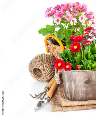 Fototapeta Naklejka Na Ścianę i Meble -  Garden flowers in wooden basket with garden tools. Isolated on