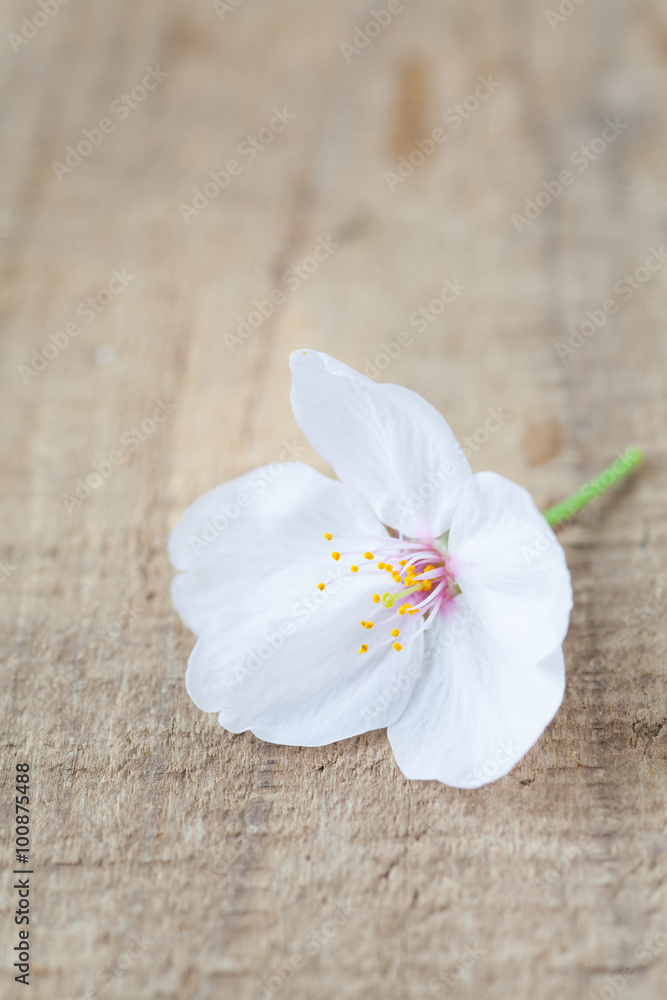 Fototapeta premium Beautiful cherry blossom sakura flower on wood background