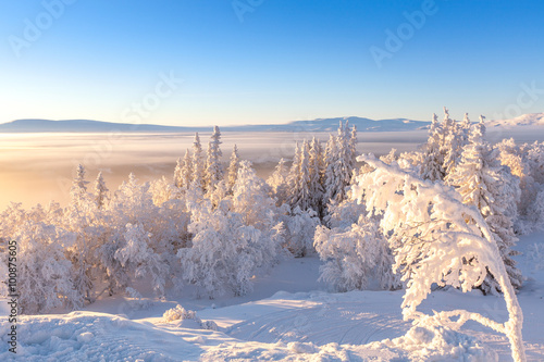 Panoramic view of a snow-covered forest at sunset