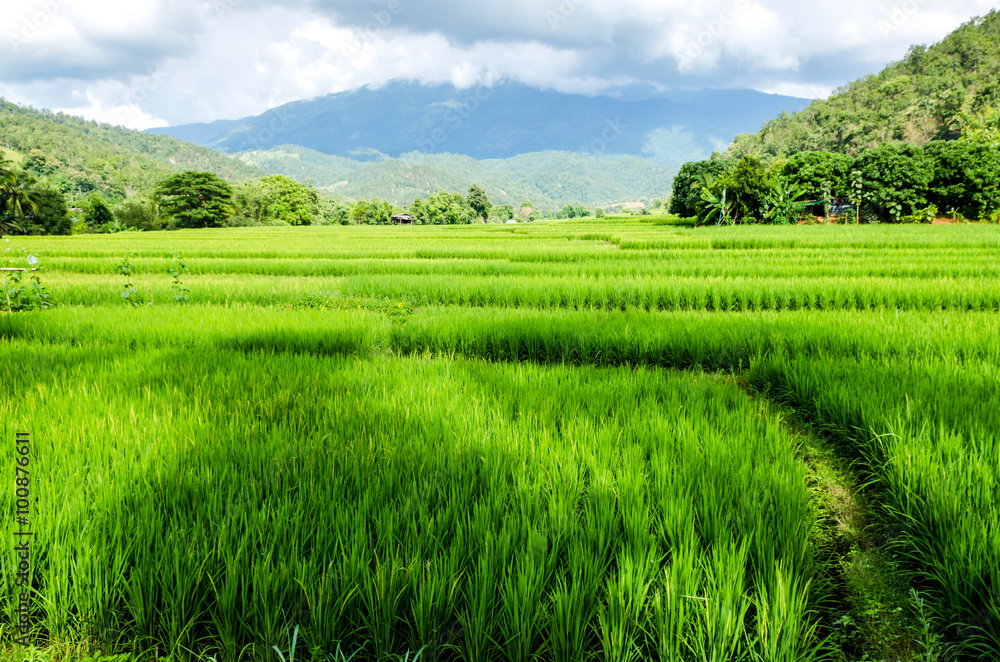 rice field on terraced rice field on terraced