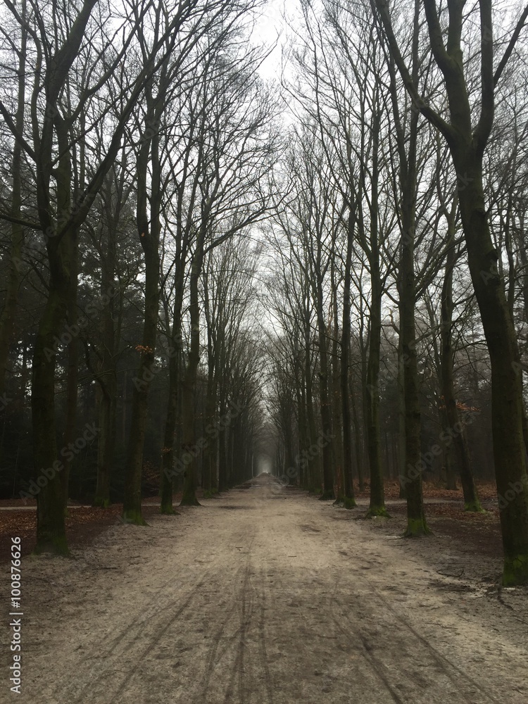 Naklejka premium forrest in winter 