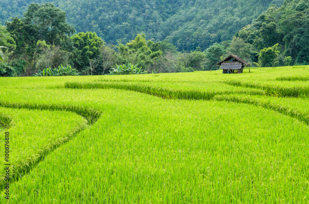 Obraz premium rice field on terraced