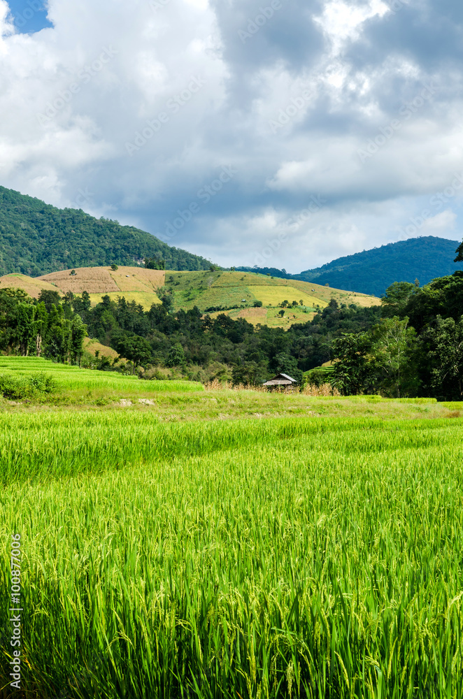 rice field on terraced