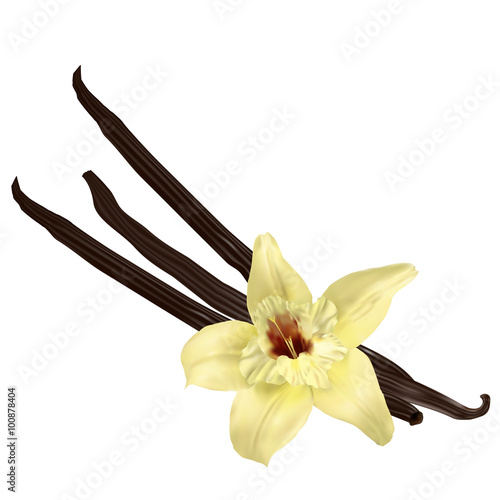 Vanilla pods isolated