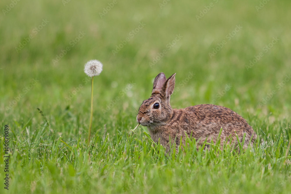 Fototapeta premium Cottontail, Italy