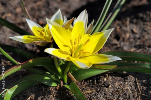 Fototapeta Naklejka Na Ścianę i Meble -  Wildtulpe Tulipa tarda - wild tulip Tulipa tarda
