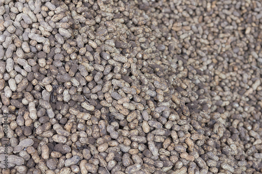 freshly harvested peanuts with soil freshly harvested peanuts with soil