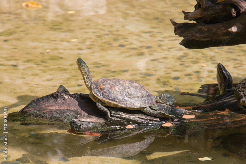 Fototapeta premium young turtle sitting on branch lookout in nature