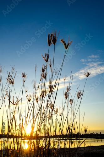 grass flower on sunset background © songdech17