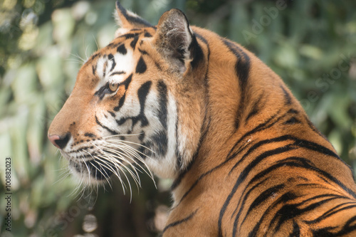 Tiger  of a bengal tiger.