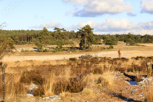 De heide en zandverstuiving van het Rozendaalse veld bij Annhem photo