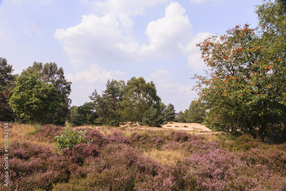 De heide en zandverstuiving van het Rozendaalse veld bij Annhem De heide en zandverstuiving van het Rozendaalse veld bij Annhem