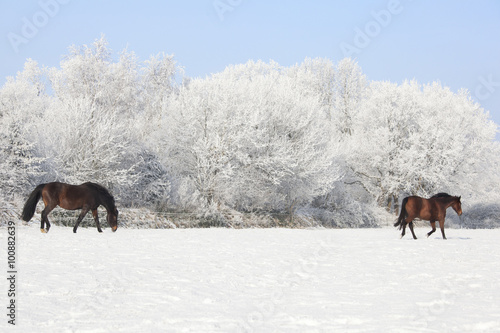 Pferde auf Winterweide © pfluegler photo