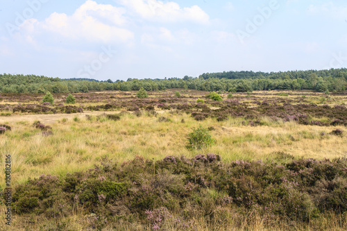 De heide en zandverstuiving van het Rozendaalse veld bij Annhem