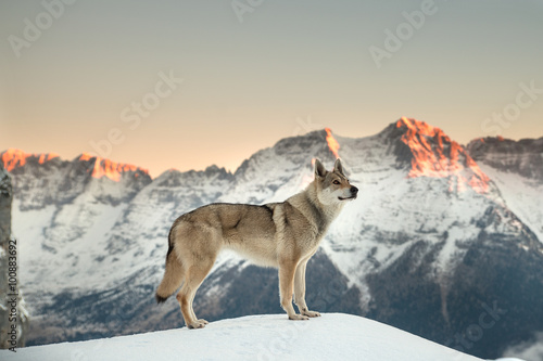 Fotografia Wolf of the Carpathians (czechosłowacki)