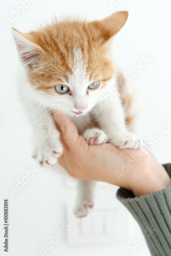 a little red cat on a hand