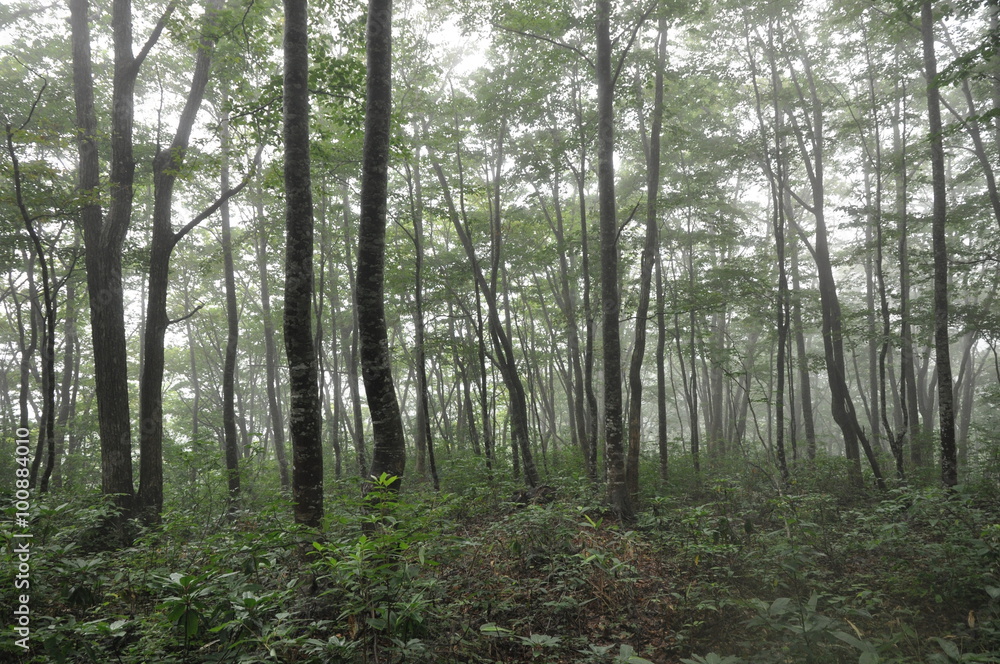 Fototapeta premium 森 長野 ブナの森