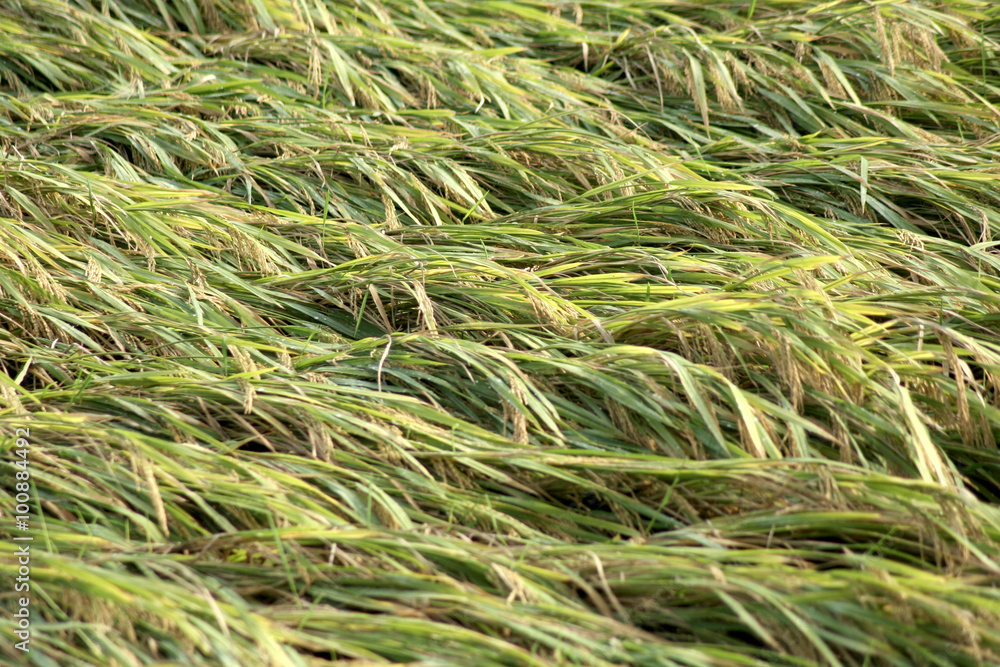 Ripe paddy crop affected by cyclone in India Ripe paddy crop affected by cyclone in India