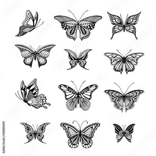 Butterflies graphic illustration