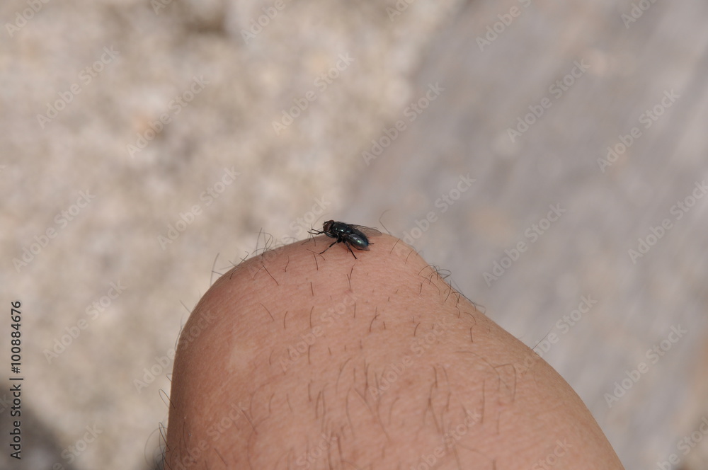 Obraz premium 膝の上の銀蝿