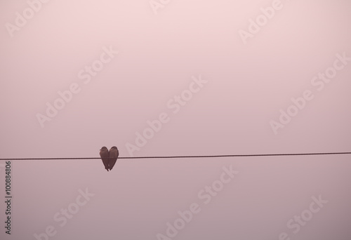 heart shape, lovely couple of birds on electric cable in lovely  background photo