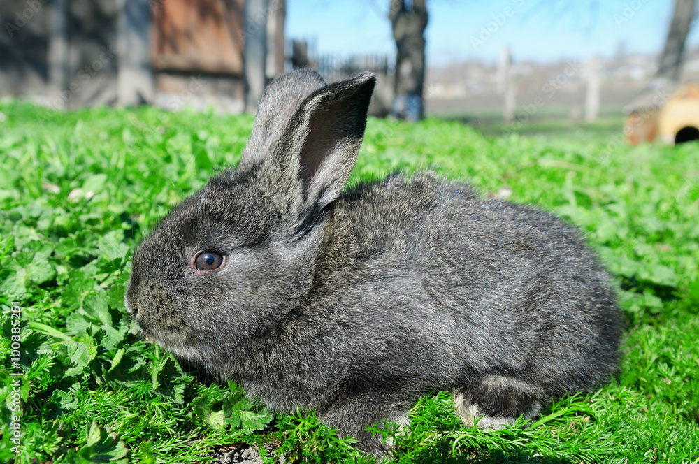 Fototapeta premium little rabbit on green grass background