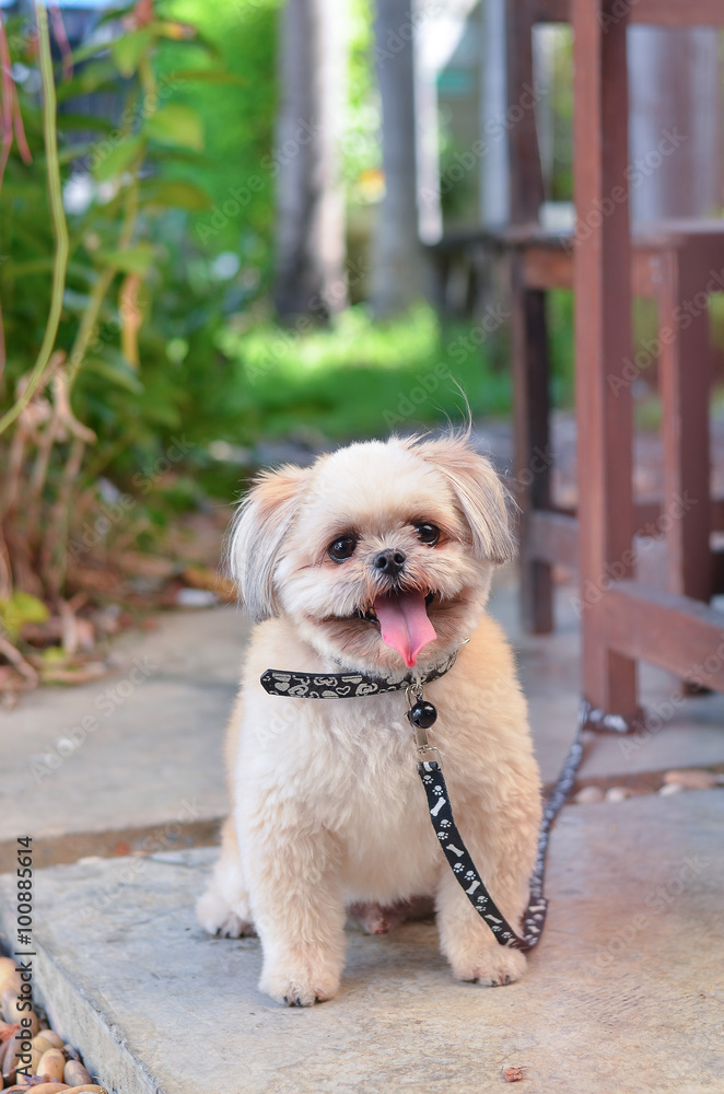 dog animal cute pet background home puppy green one young dog animal cute pet background home puppy green one young