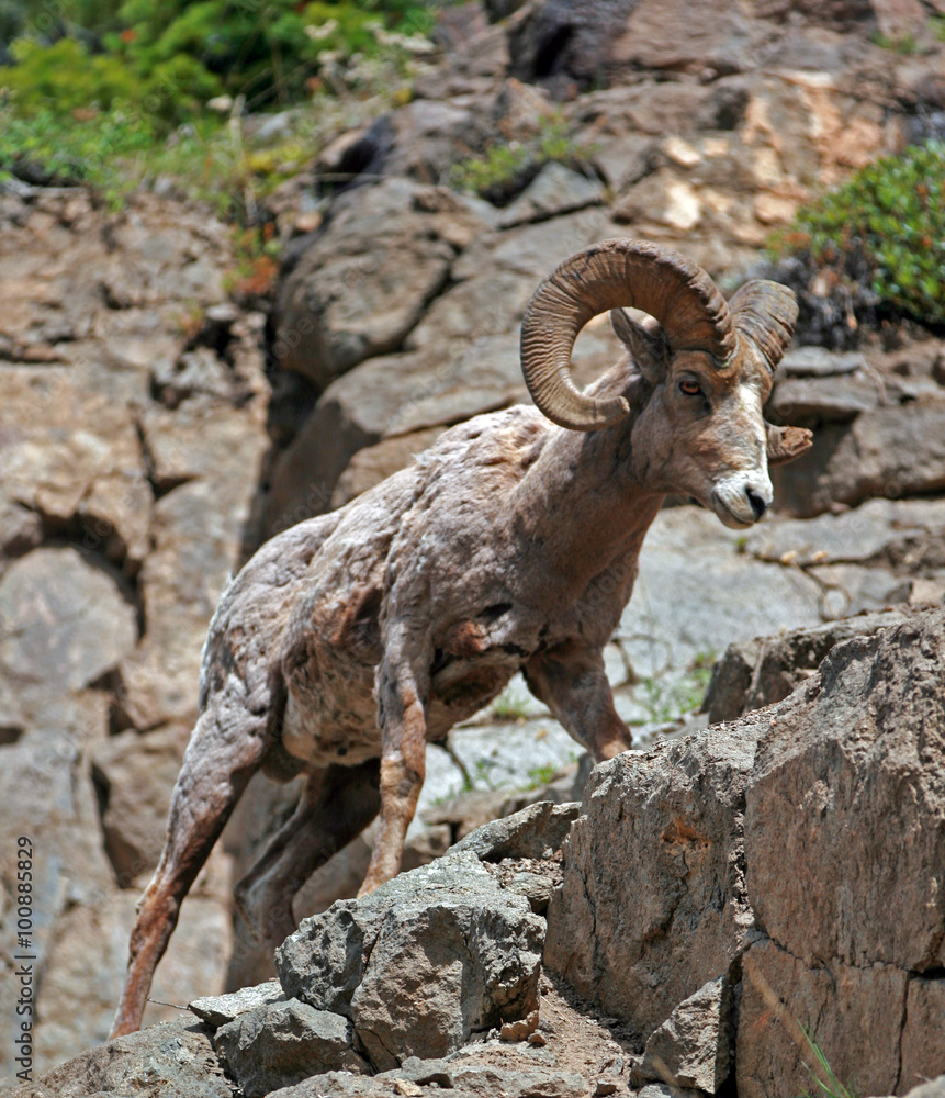 Bighorn Sheep in Yellowstone National Park in Wyoming USA Bighorn Sheep in Yellowstone National Park in Wyoming USA