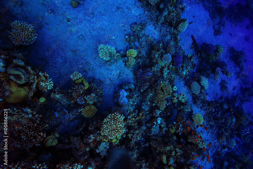 Fototapeta premium Underwater tropical sea view