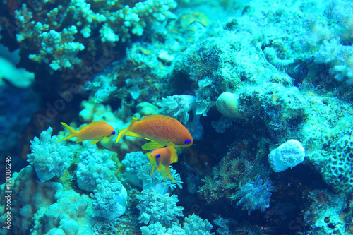 Fototapeta Naklejka Na Ścianę i Meble -  coral fish underwater background