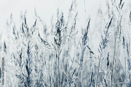 winter background dry grass snow