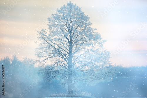 Winter lone tree landscape frost © kichigin19