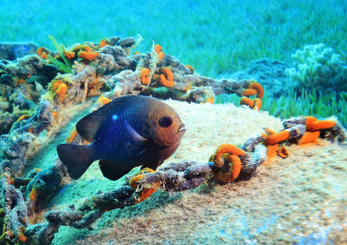 coral fish underwater background