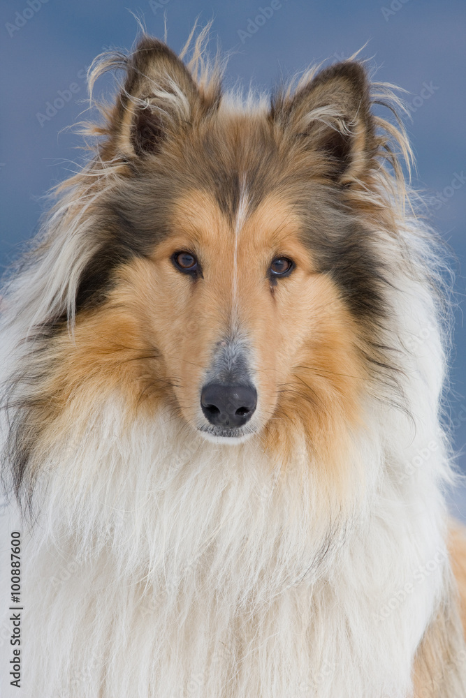 Portrait dog - collie