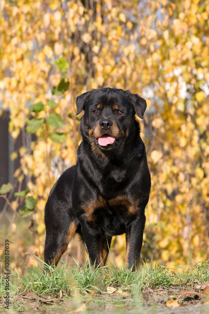 Portrait of Rottweiler dog in the autumn period
