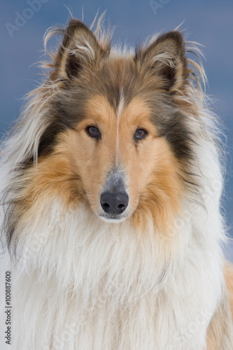 Portrait dog - collie © lenkadan