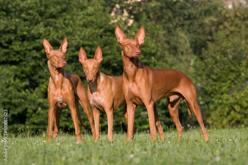 Three standing dogs - Pharaoh Hound