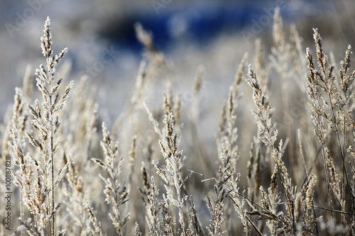 cold day frost grass landscape