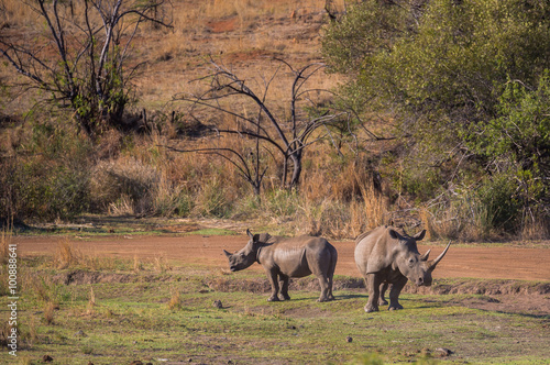 Rhino s at Pilanesberg  White rhinoceros with baby