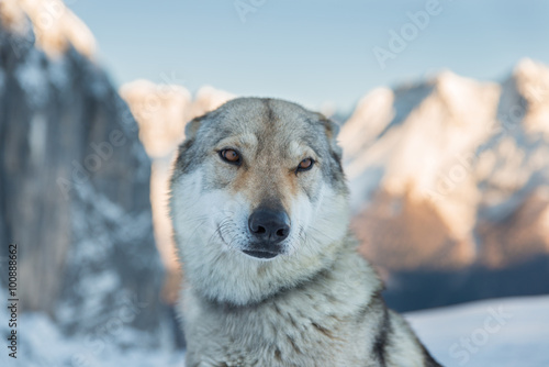 Lupo dei Carpazi (lupo Cecoslovacco) photo