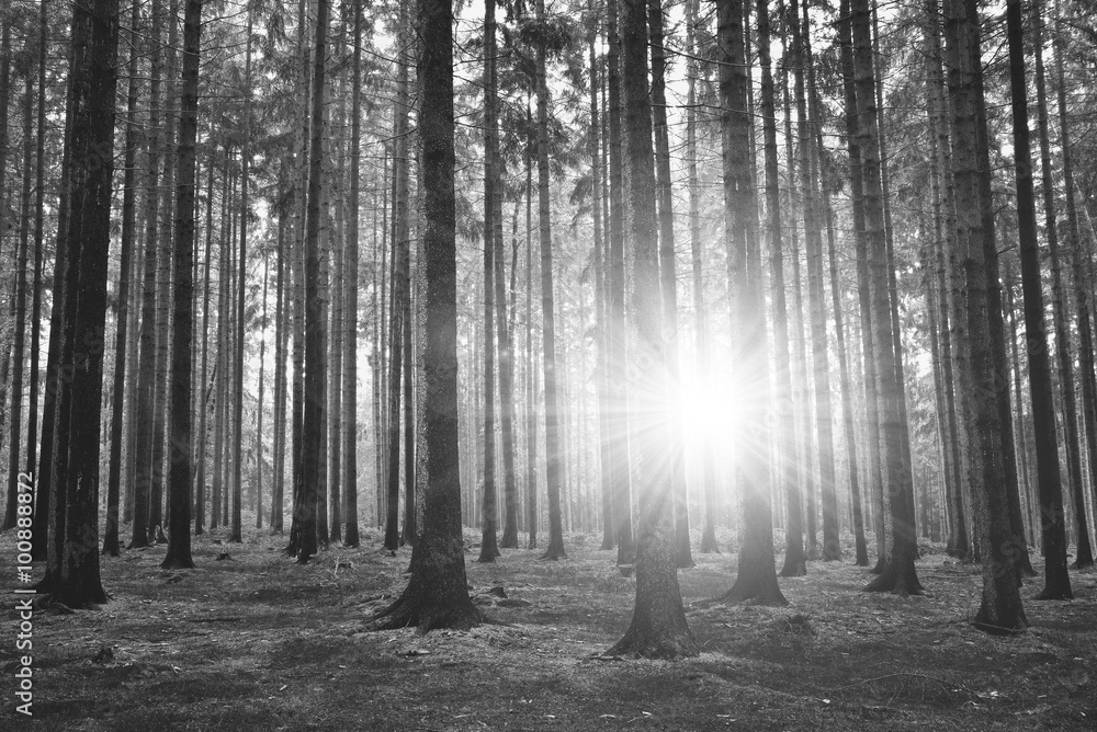 Fototapeta premium Black and white photography of forest