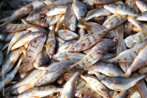 Many fresh fish from sea