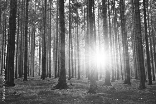 Fototapeta Black and white photography of forest