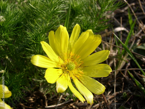 Obraz na płótnie Yellow flower