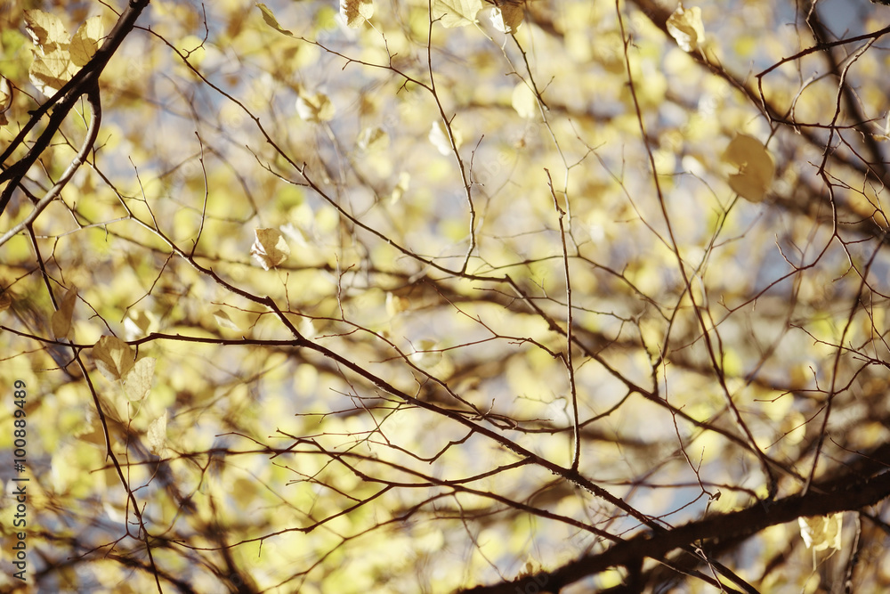 Obraz premium Autumn texture of yellow fallen leaves