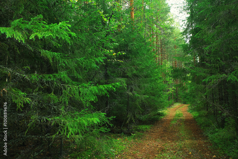 Fototapeta summer spruce forest landscape
