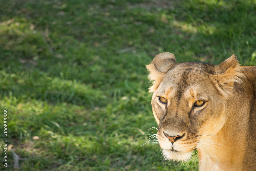 Fototapeta premium La leona mira al frente.