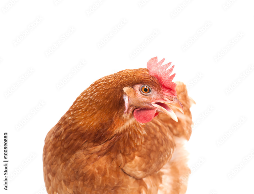 brown chicken hen standing isolated white background use for far